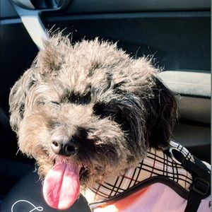 Meet your Posher, Kari